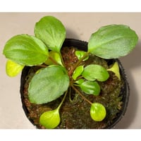 ホマロメナ sp.緑銀　正規タグ付き Homalomena sp. 