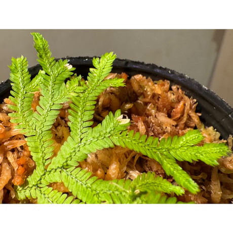 Selaginella biformis [STRINGE PLANTS]