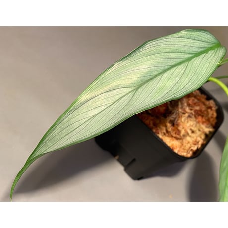 Homalomena sp. White leaf from "Pendang" Kal tengah [TB]