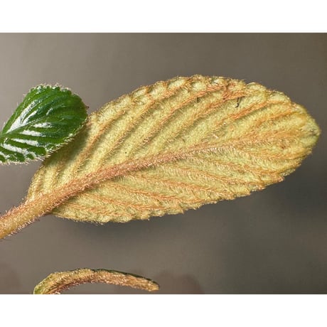 Acranthera sp. from Sekadau