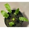 Blechnum obtusatum var. obtusatum from New Caledonia (固有種)
