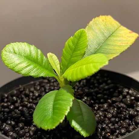 Sauvagesia sp. from Malay Peninsula
