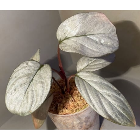 Homalomena sp. "Silver Bullet" from Pulau Lingga [AZ0917-1]