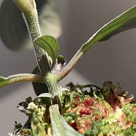 Acanthaceae gen. from Laos [LA]