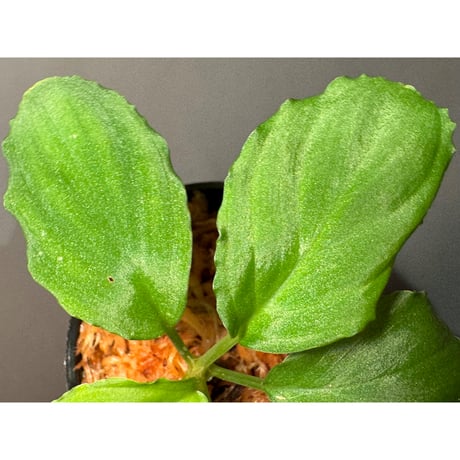 Homalomena sp. from Ulu Tembeling [TK150816]