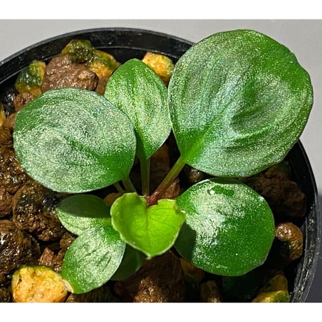 Homalomena sp. from Tambunan [TK200217]