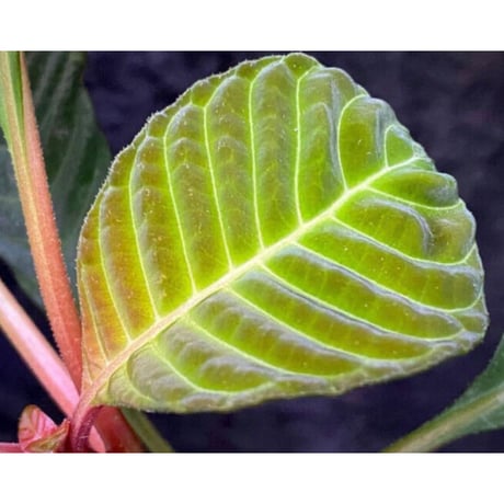 Hoffmannia discolor