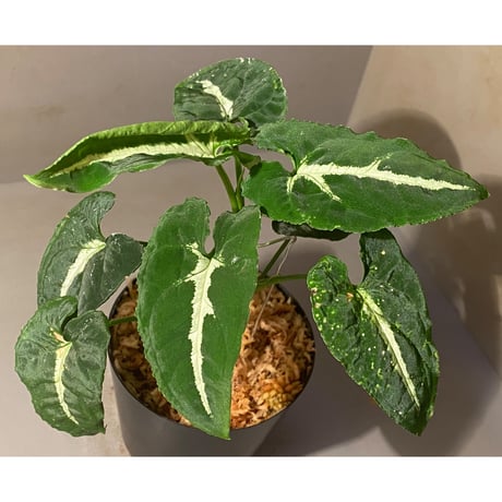 Syngonium wendlandii