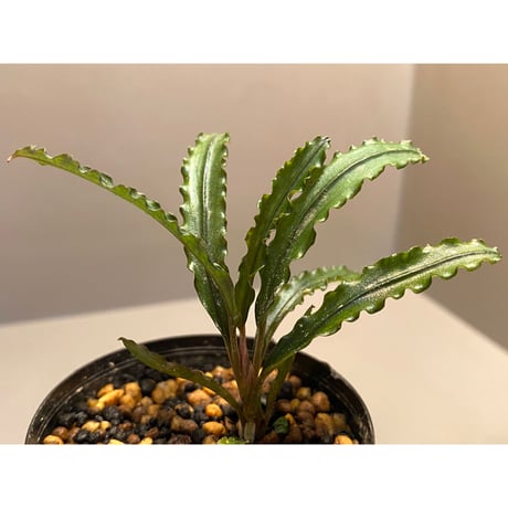 Bucephalandra sp. "MEDUSA"