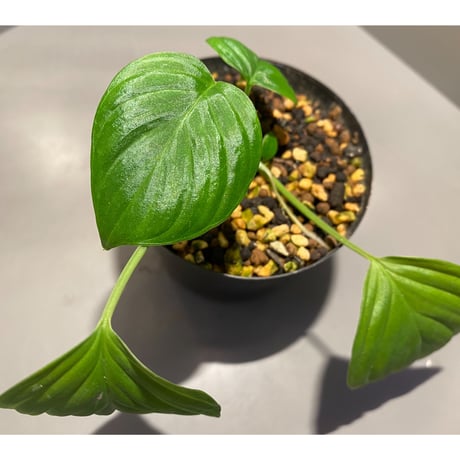 Homalomena sp. "Aceh selatan" from Aceh sumatera [TB]