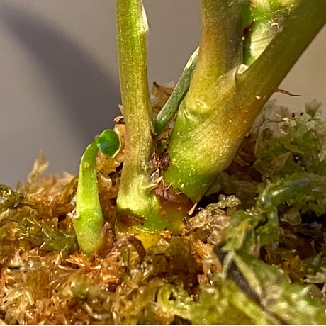 Homalomena sp. from Sekadau Selatan