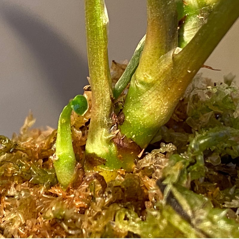 Homalomena sp. from Sekadau Selatan | M・R・G・R