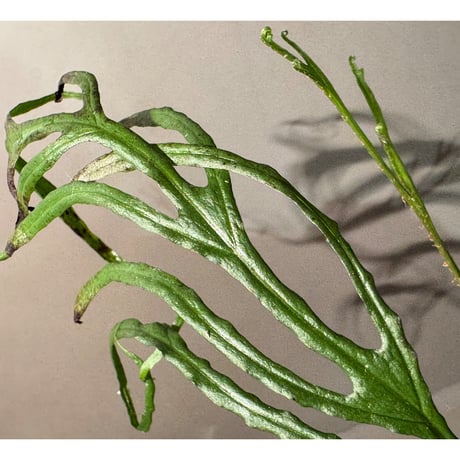 Microsorium sp. from Saripoi [LA0515-02]
