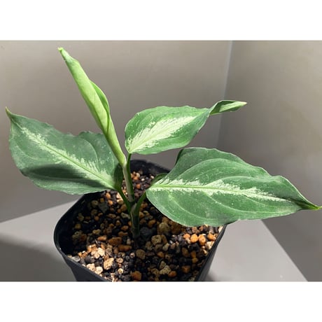 Aglaonema pictum GW1908-7 "Padang sidempuan" [TB]