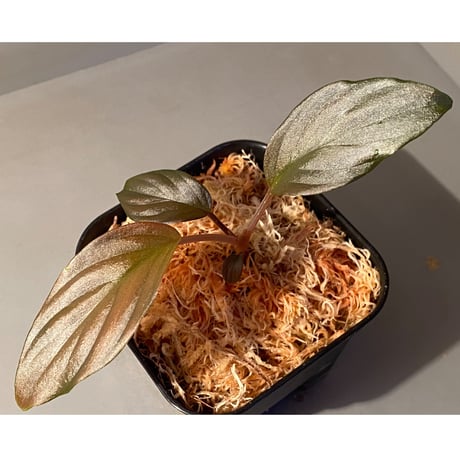 Homalomena sp. from Pahang Malaysia [R0718-02] RIO