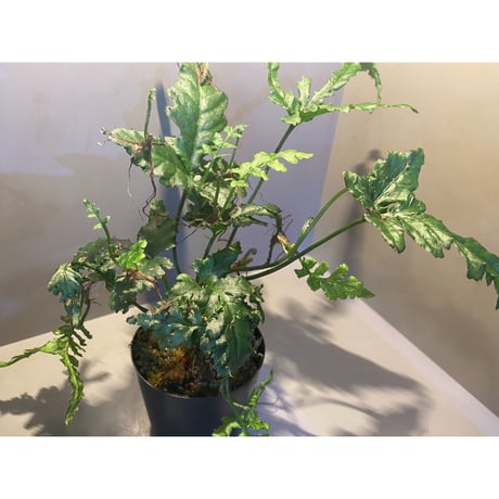 (大株) Bolbitis sp. from Siberut [LA]