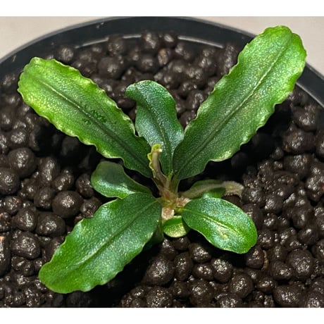 Bucephalandra sp. "MEDUSA"