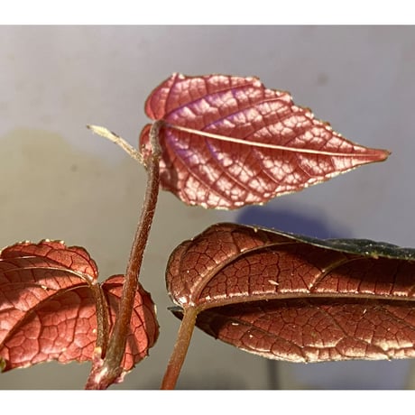 Pterisanthes sp. from Sidikalang [R0817-01c]