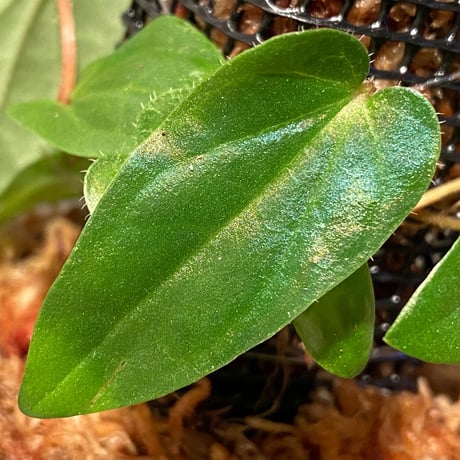 Piper sp. from Borneo