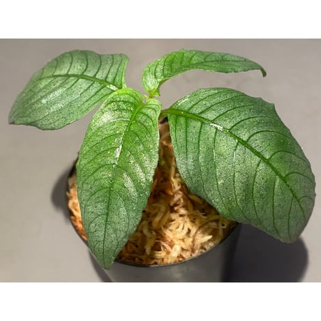 Ophiorrhiza? sp. "Kab. Sanggau" Kal barat [TB]