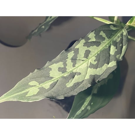 Aglaonema pictum A "しるば〜らいん" from Aceh sumatera [LA0216-03i]