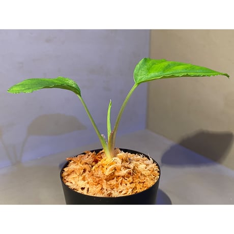 Homalomena sp. from Lan Saka [TK270915]