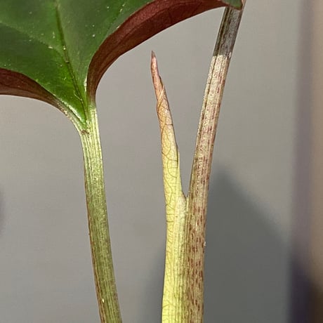 Syngonium sp. from Choco Colombia [tanakay]