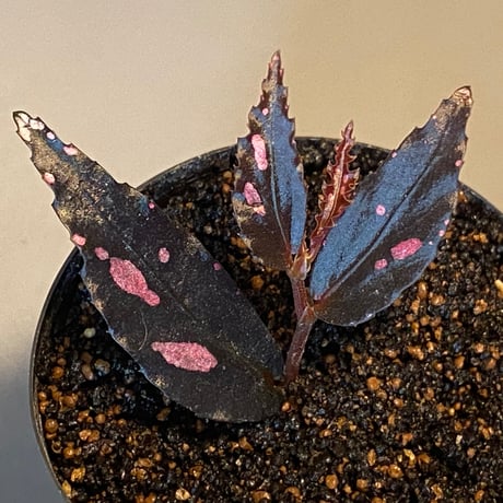 Begonia sp. from Julau [R1214-01b]