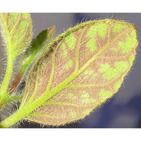 Kohleria amabilis from Colombia