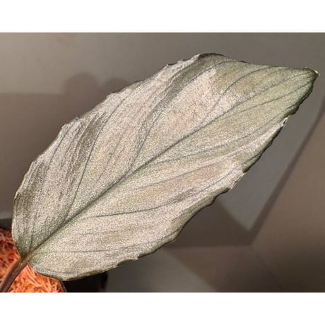 Homalomena sp. "Pink Velvet Long Leaf" from Kepulauan Riau