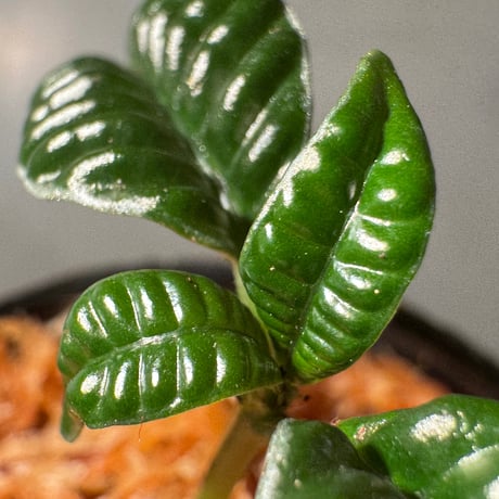 Acranthera sp. from Boyan West Kalimantan