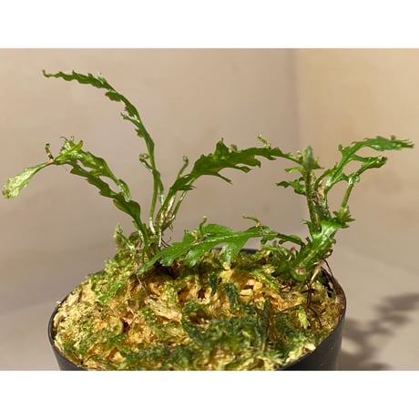 Microsorum sp. Short Dragon Tail