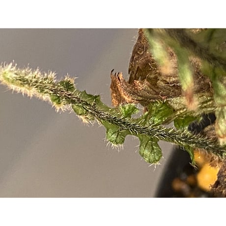 Trichomanes sp. from Iquitos Peru [tanakay]