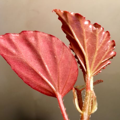 Begonia sp. from Sabah