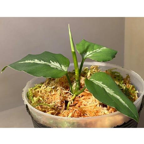 Aglaonema pictum ぼっち株 EW1302 from Muara rabuh [TB]
