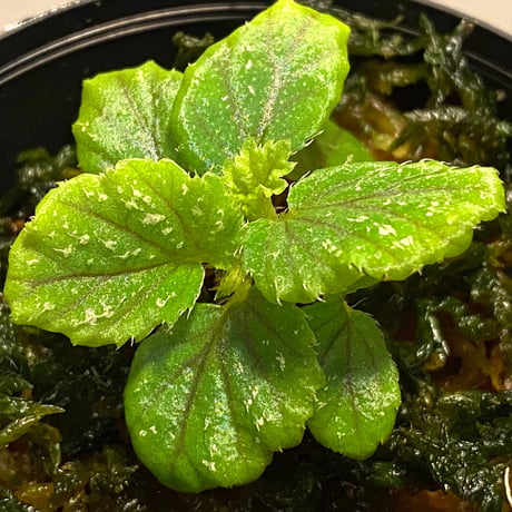 Begonia sp. from Papua Barat [LA0319-02]