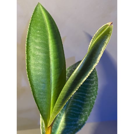 (大株) Ardisia sp. from Sumatera barat [TB]