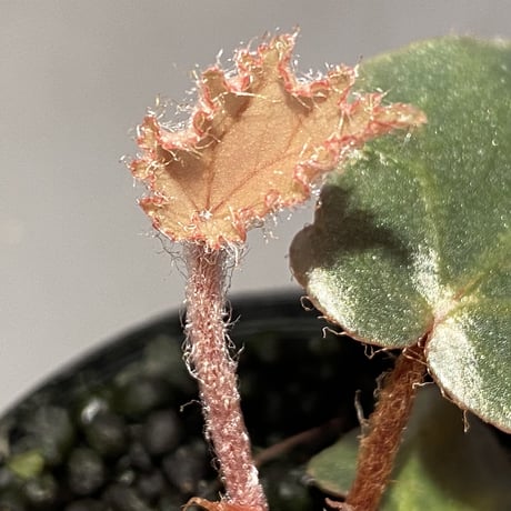 Begonia sp. f1 from Sumatera [NT ORCHID]