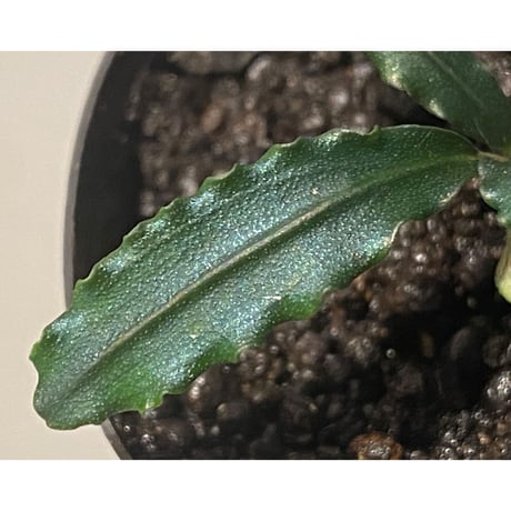 Bucephalandra sp. from "Mangat" [MF0417-2A]