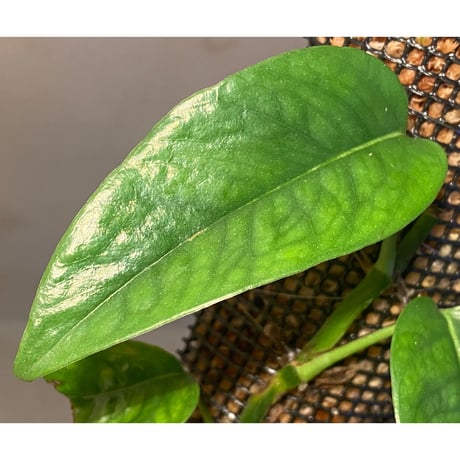 Philodendron sp. from Venezuela [tanakay]
