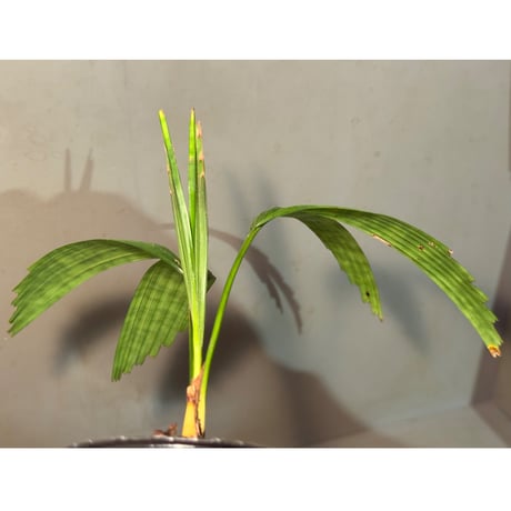 Licuala mattanensis 'Mapu' from Sanggau West Kalimantan