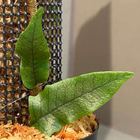 Microgramma lycopodioides from Costa Rica 伊藤蟻植物農園