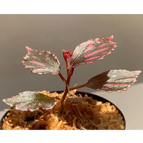 Begonia sp. ぼっち株 from Julau [R1214-01b]