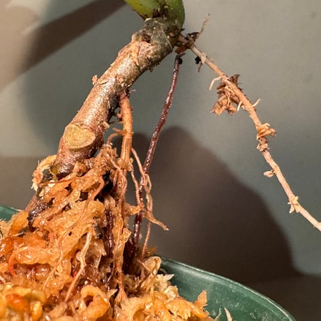 Labisia sp. "Kura kura" from Kalbar [AZ1122-otr]