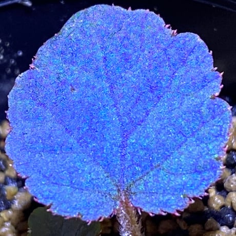 Begonia sp. from Tuyen Quang [YH1117] TK
