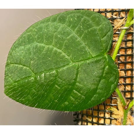 Ficus sp. "Nanga pinoh" [TB]