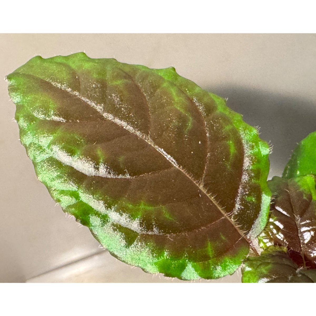 Nautilocalyx glandulifer | M・R・G・R