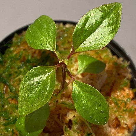 Sonerila sp. wf1 from Phang Nga Thailand [KZT]