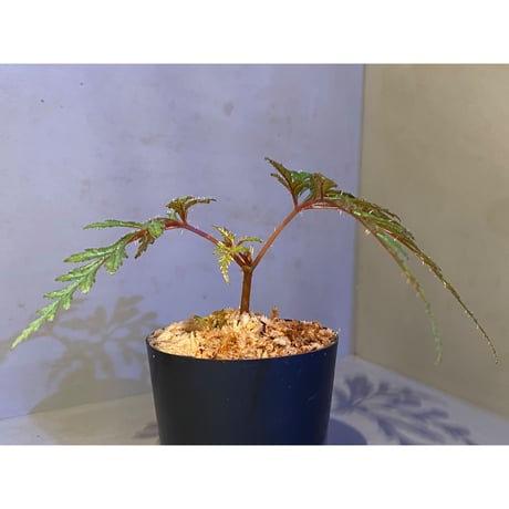 Begonia polilloensis