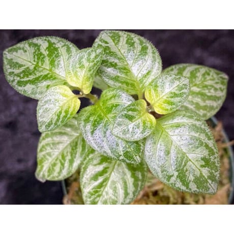 Gymnostachyum sp. "type B" from Aceh Selatan [HW0816-03]